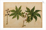 Ricinus indicus by Georg Dionysius Ehret