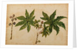 Ricinus indicus by Georg Dionysius Ehret