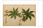 Ricinus indicus by Georg Dionysius Ehret