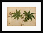 Ricinus indicus by Georg Dionysius Ehret