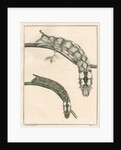 Caterpillar of the Deathâ€™s head hawk moth by Anonymous