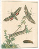Striped hawk moth by Johann Rudolf Schellenbur