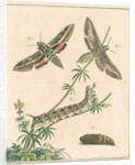 Striped hawk moth by Johann Rudolf Schellenbur