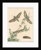 Striped hawk moth by Johann Rudolf Schellenbur
