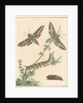 Striped hawk moth by Johann Rudolf Schellenbur