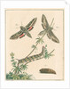 Striped hawk moth by Johann Rudolf Schellenbur