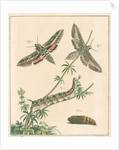 Striped hawk moth by Johann Rudolf Schellenbur