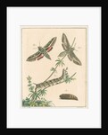 Striped hawk moth by Johann Rudolf Schellenbur