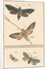 Studies of two moths by Johann Rudolf Schellenbur