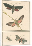 Studies of two moths by Johann Rudolf Schellenbur