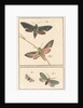 Studies of two moths by Johann Rudolf Schellenbur