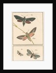 Studies of two moths by Johann Rudolf Schellenbur
