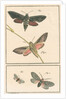Studies of two moths by Johann Rudolf Schellenbur