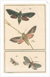 Studies of two moths by Johann Rudolf Schellenbur