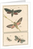 Studies of two moths by Johann Rudolf Schellenbur