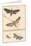 Studies of two moths by Johann Rudolf Schellenbur