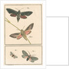 Studies of two moths by Johann Rudolf Schellenbur