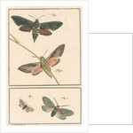 Studies of two moths by Johann Rudolf Schellenbur