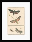 Studies of two moths by Johann Rudolf Schellenbur