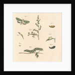 Green silver-spangled shark moth by Johann Rudolf Schellenbur