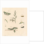 Green silver-spangled shark moth by Johann Rudolf Schellenbur