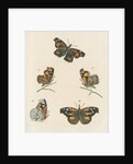 Nettle-tree butterfly by Johann Rudolf Schellenbur