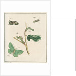 Large emerald moth by Johann Rudolf Schellenbur