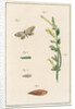 Broom moth by Johann Rudolf Schellenbur