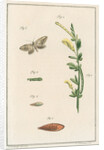 Broom moth by Johann Rudolf Schellenbur