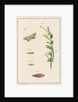 Broom moth by Johann Rudolf Schellenbur