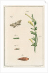 Broom moth by Johann Rudolf Schellenbur