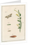 Broom moth by Johann Rudolf Schellenbur