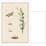 Broom moth by Johann Rudolf Schellenbur