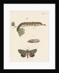 Nettle-tree butterfly by Johann Rudolf Schellenbur