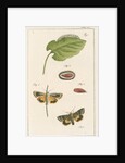 Langmaid's yellow underwing moth by Johann Rudolf Schellenbur