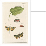 Langmaid's yellow underwing moth by Johann Rudolf Schellenbur