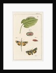 Langmaid's yellow underwing moth by Johann Rudolf Schellenbur