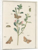 Rest harrow moth by Johann Rudolf Schellenbur