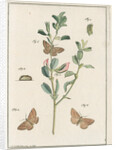 Rest harrow moth by Johann Rudolf Schellenbur