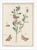 Rest harrow moth by Johann Rudolf Schellenbur
