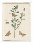 Rest harrow moth by Johann Rudolf Schellenbur