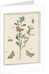 Rest harrow moth by Johann Rudolf Schellenbur