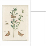 Rest harrow moth by Johann Rudolf Schellenbur