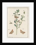 Rest harrow moth by Johann Rudolf Schellenbur