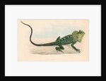 Lophyrus tigrinus by unknown