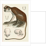 Colobus verus by unknown