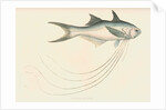 Polynemus macronemus by unknown