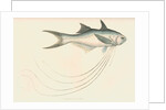 Polynemus macronemus by unknown