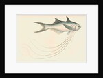 Polynemus macronemus by unknown