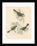 Studies of three birds by unknown